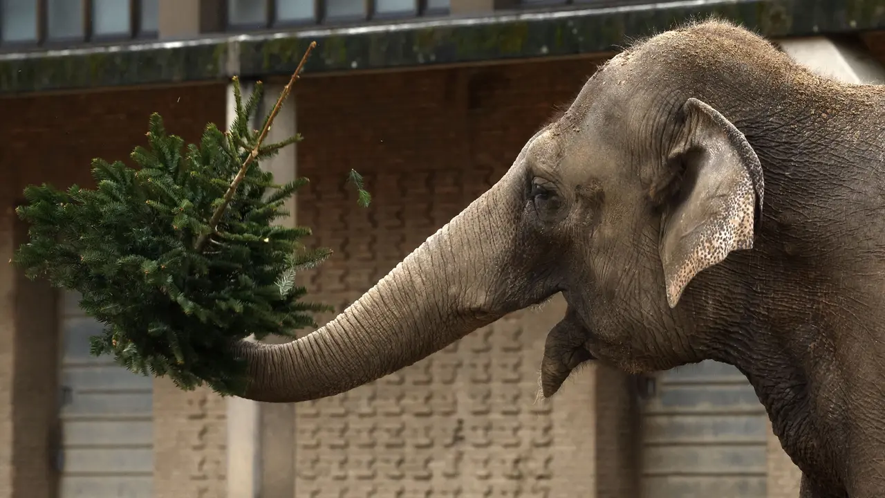Sisa Pohon Natal Untuk Makanan Gajah di Berlin