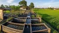 9 Ide Ternak Mini yang Memanfaatkan Air Irigasi Sawah, Buka Peluang Usaha Menjanjikan
