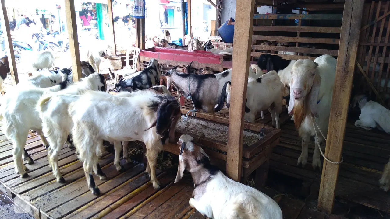 Kambing di Pasar Tanah Abang, kisaran harga Rp 4 juta