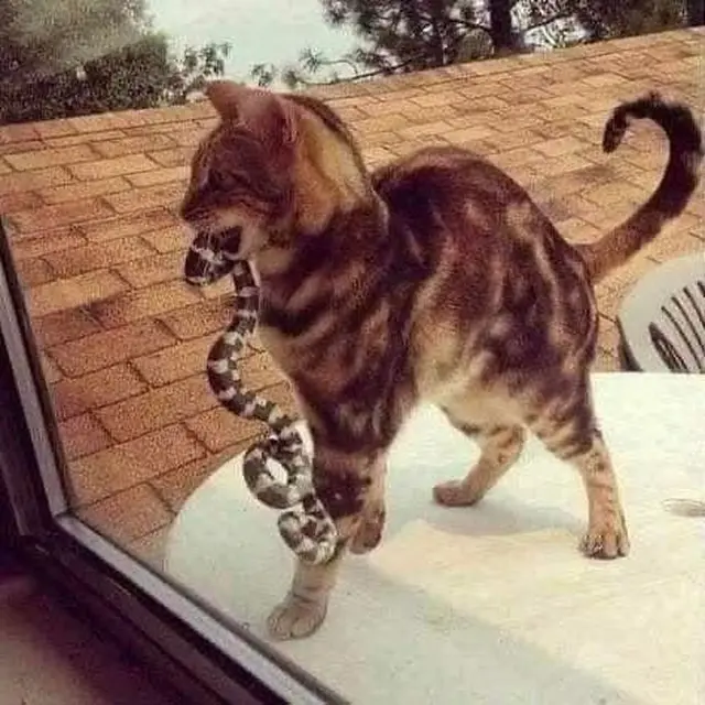 10 Potret Kucing Bawa Pulang Hadiah Untuk Majikan Ini Bikin Geleng Kepala