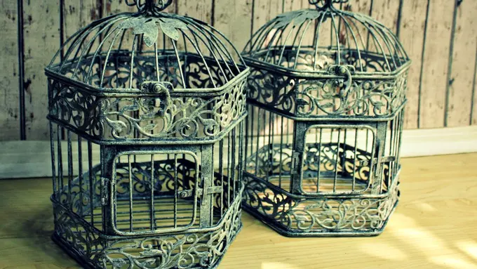 10 Burung Yang Banyak Diminati