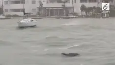 Selain warga Florida, lumba-lumba juga menjadi korban badai Irma.