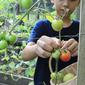 Menengok Kebun di Rumah Keluarga Andrew Kalaweit yang Dijuluki Tarzan Kalimantan. foto: Youtube 'Prada Kalaweit'