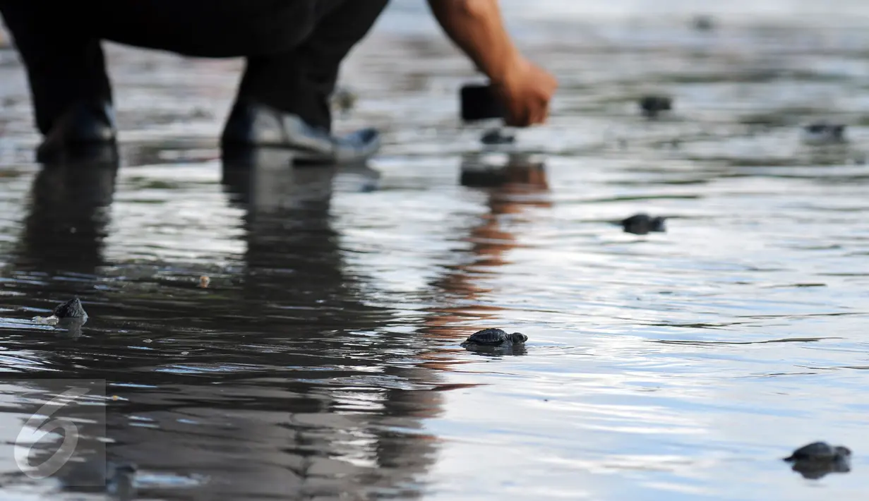  Seorang penjaga pantai melepas tukik di kawasan Pantai Kuta, Bali, 31 Agustus 2015. Pelepasan tukik merupakan upaya pelestarian habitat penyu yang mulai punah di kawasan Pantai Kuta, Bali. (Liputan6.com/Helmi Fithriansyah)