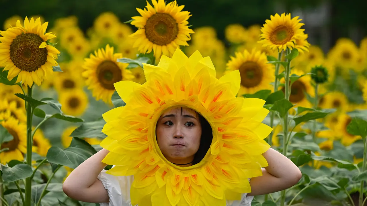 Hamparan Keindahan Bunga Matahari di Beijing