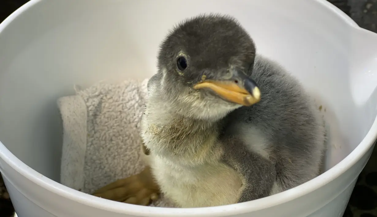 Seekor bayi penguin hendak ditimbang bobotnya di Sea Life Aquarium Sydney di Sydney, Australia (6/11/20202). Pihak akuarium tersebut mengumumkan kelahiran bayi penguin Gentoo pada Minggu (22/11). (Xinhua)