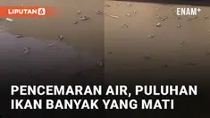 Puluhan ikan sapu-sapu mati dan mengapung di sepanjang sungai mengundang perhatian