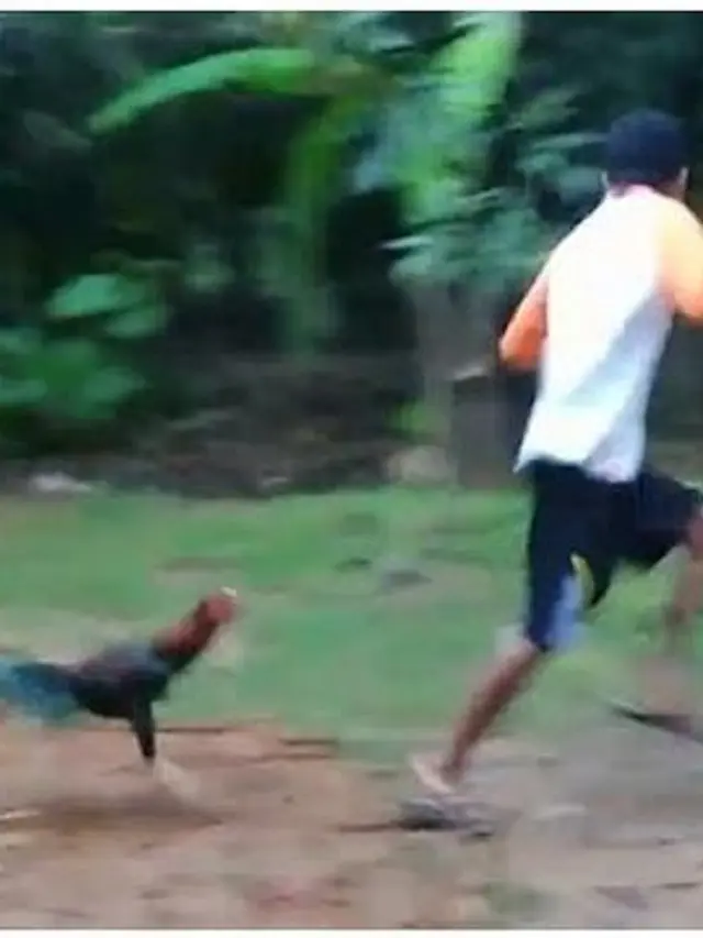 6 Momen Apes Orang Dikejar Hewan Ini Bikin Senyum Tipis