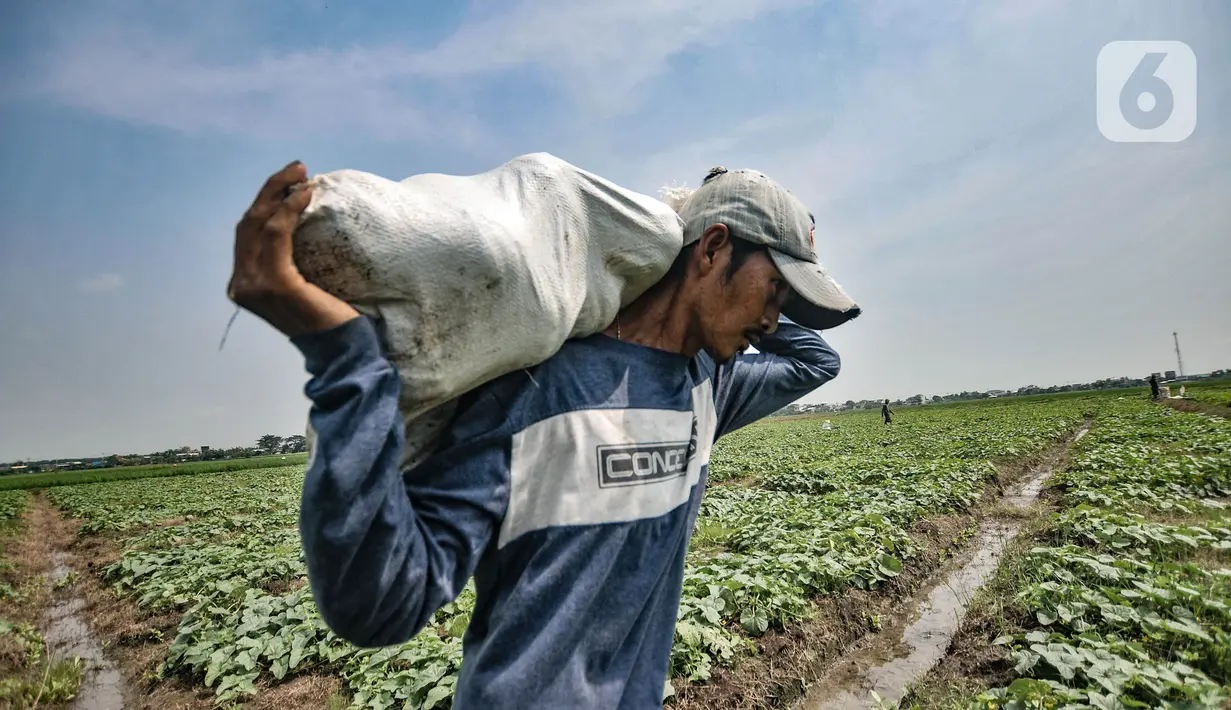 Petani membawa karung berisi blewah di kawasan Babelan, Kabupaten Bekasi, Minggu (18/4/2021). Hampir seluruh petani buah dan sayur di kawasan ini beralih menanam blewah saat bulan Ramadhan karena dinilai sangat menguntungkan.  (merdeka.com/Iqbal S. Nugroho)