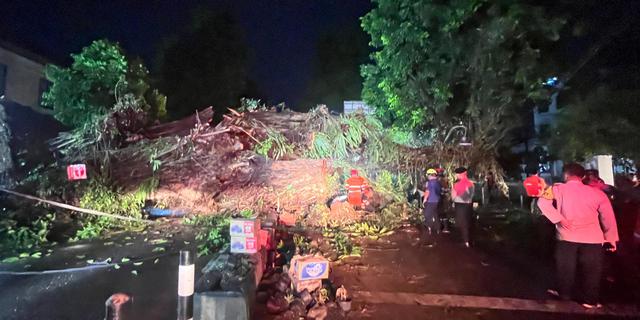 Penampakan Pohon Beringin Besar di Kota Bogor Tumbang dan Tutupi Jalan