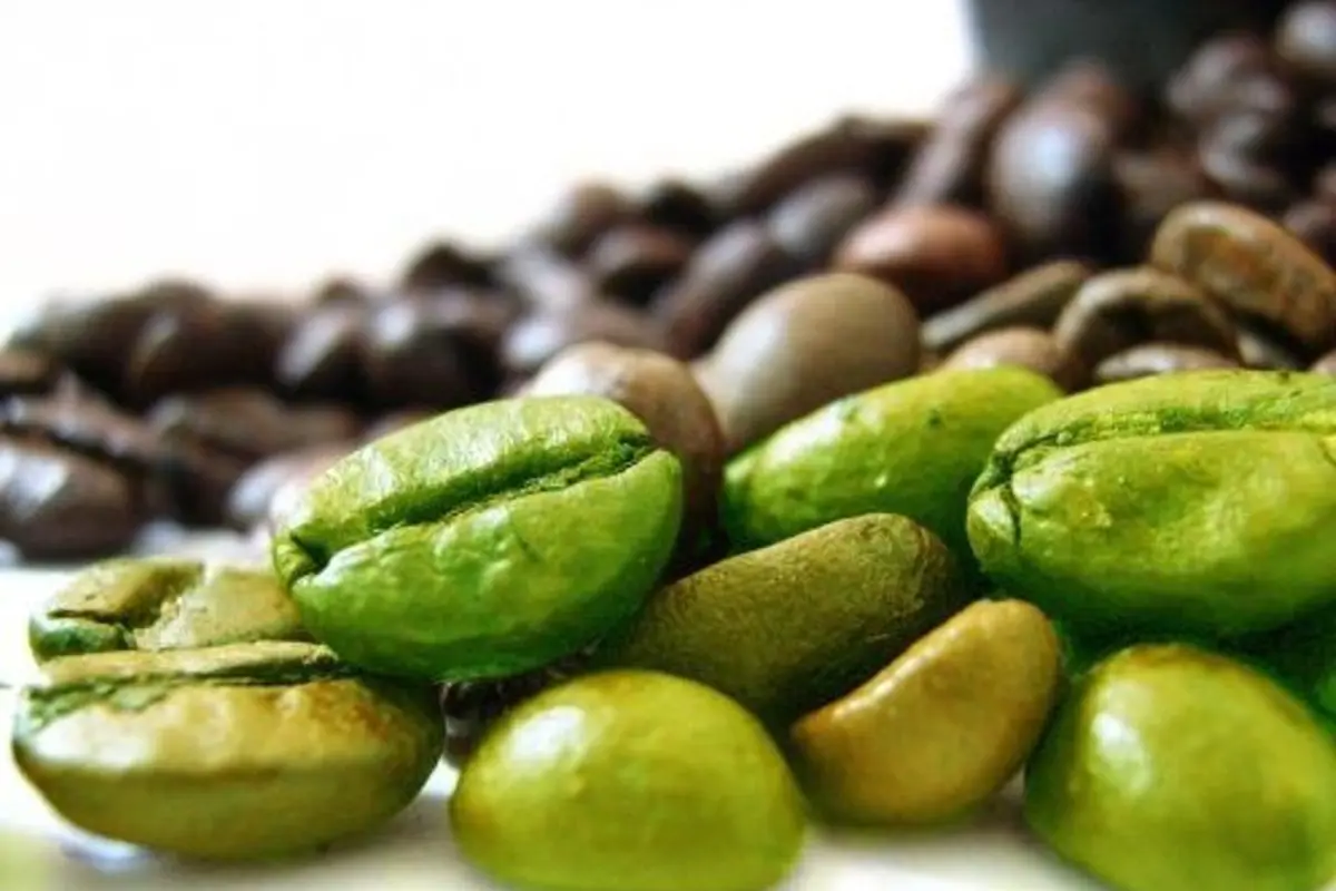 biji kopi hijau