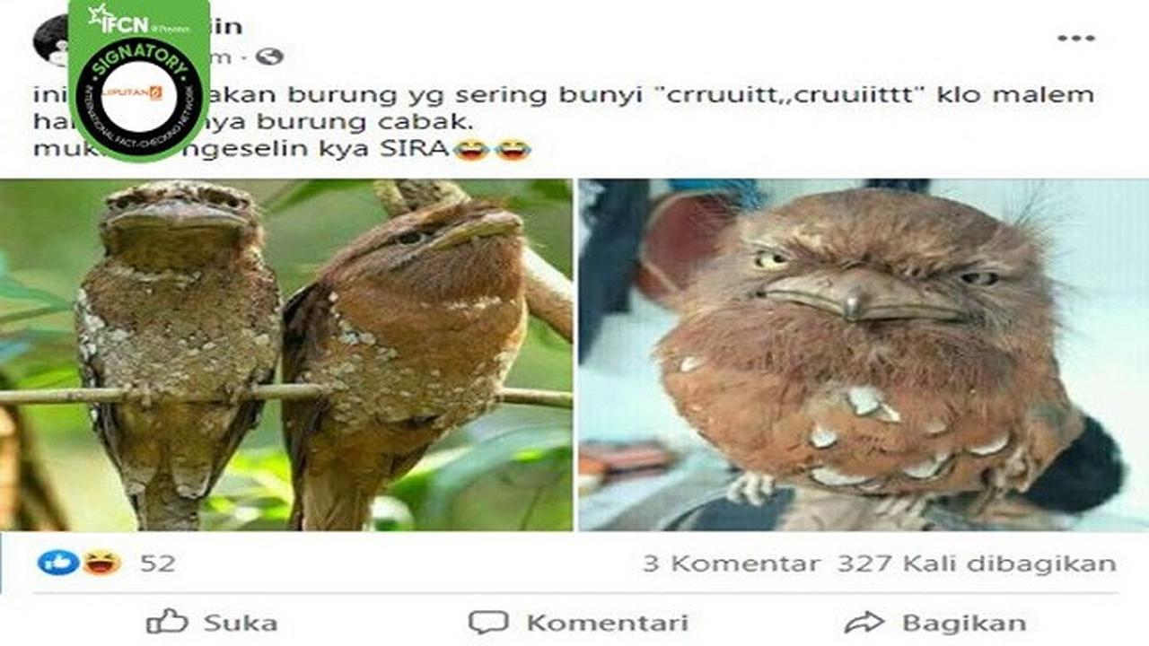 Gambar Tangkapan Layar Foto Burung