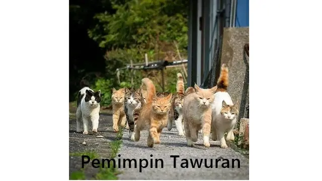 Kucing Oranye (Sumber:picdeer.com)