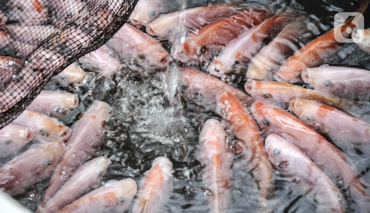 Sejumlah ikan nila berkumpul saat diberi pakan di kolam budi daya ikan Samawa Fish, Pondok Kelapa, Jakarta, Selasa (15/2/2022). Budi daya ikan yang diinisiasi sejumlah warga Menara Samawa ini guna menjaga ketahanan pangan di tengah pandemi bagi sesama penghuni rusun. (merdeka.com/Iqbal S. Nugroho)
