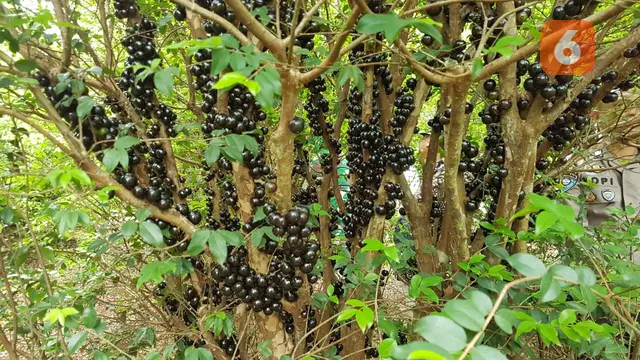 Ide Kebun Buah Mini di Teras Rumah Kecil Tapi Tetap Panen Rutin