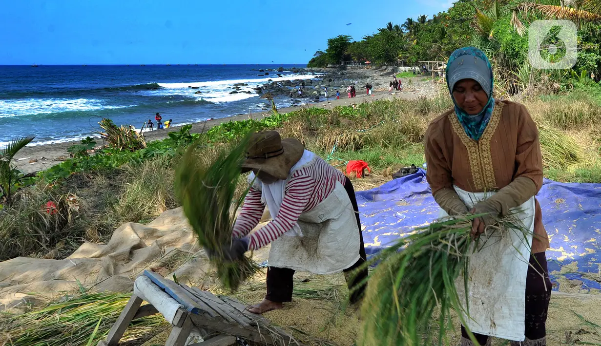 Petani melakukan panen padi jenis Ciherang di kawasan Pantai Sukawayana, Pelabuhan Ratu, Sukabumi, Minggu (1/12/2019). Saat ini harga gabah kering mencapai Rp 5600/ kg dari harga semula Rp Rp 4700/kg. (merdeka.com/Arie Basuki)