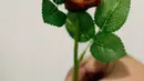 Pekerja memperlihatkan mawar daging yang telah digabung dengan tangkai, Manila, Filipina, Jumat (10/2). Mawar yang bisa dimakan ini menjadi alternatif kado untuk Hari Valentine. (AP Photo / Aaron Favila)