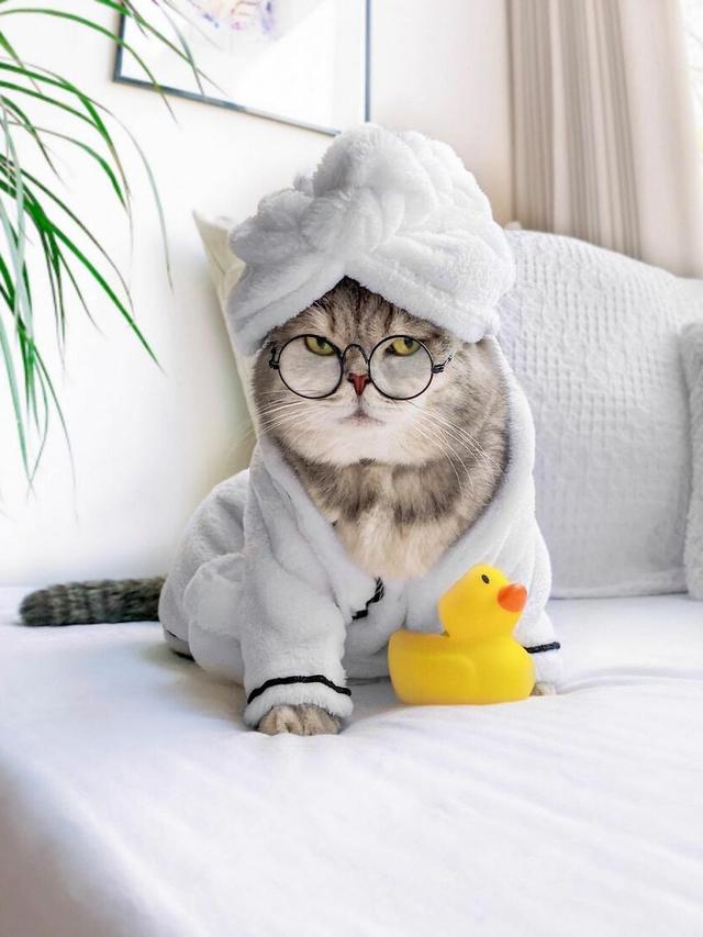 8 Potret Kucing saat Pakai Kostum Unik Ini Curi Perhatian, Menggemaskan