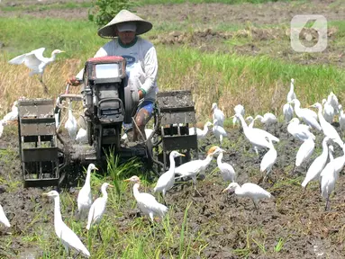 Petani membajak sawah dengan menggunakan traktor dikelilingi burung kuntul yang mencari makan di desa Penarukan, Mengwi, Bali, Rabu (4/5/20222). Sawah tersebut akan ditanami padi jenis Cigeulis dengan masa umur panen sekitar 3 bulan. (merdeka.com/Arie Basuki)