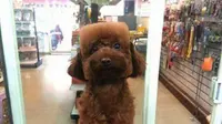 'Menyulap' Wajah Anjing Jadi Kotak Sempurna