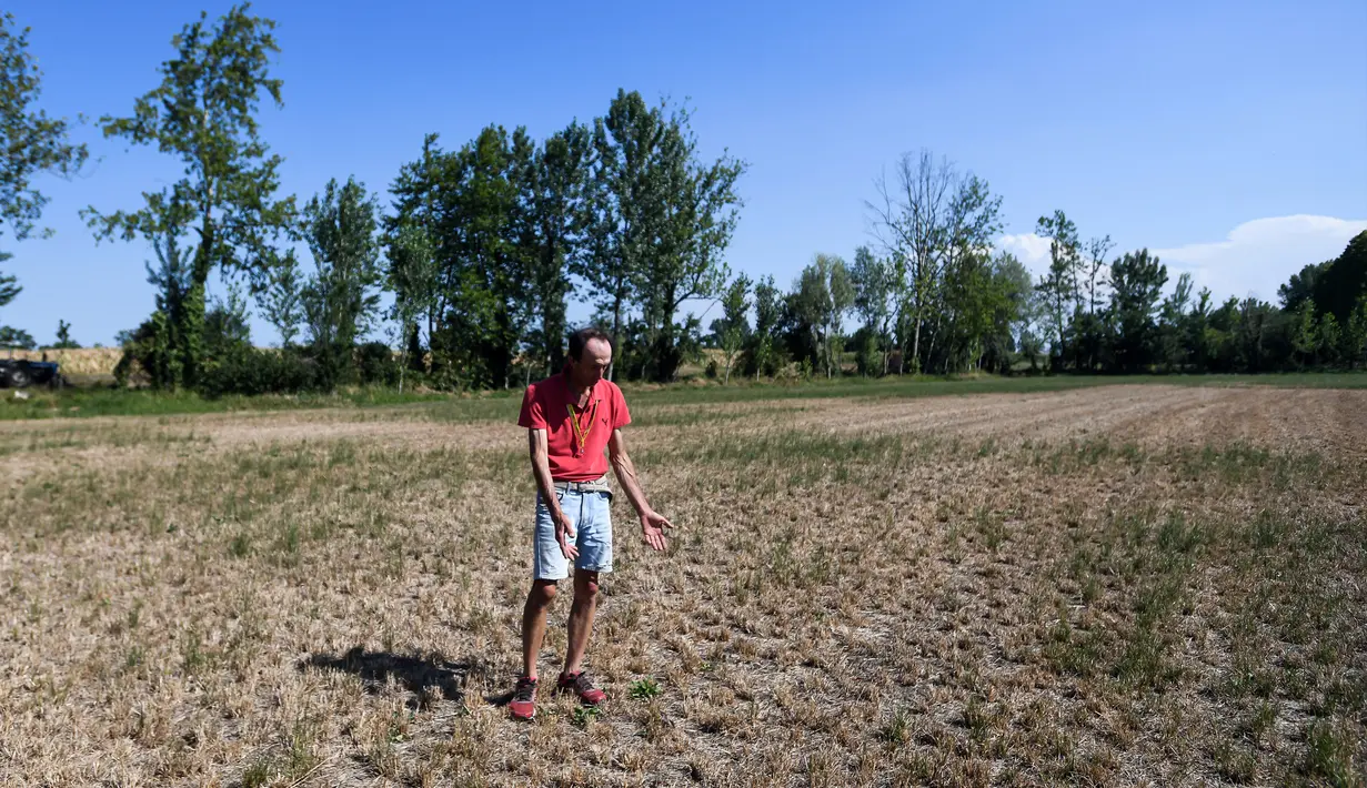 Petani Achille Crespiatico melihat kerusakan pada padang rumputnya akibat kekeringan parah di Spino d'Adda, Italia, 11 Juli 2022. Italia dilanda kekeringan terburuk dalam 70 tahun. (Piero CRUCIATTI/AFP)
