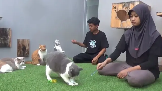 Bisnis kucing