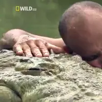 Ternyata buaya memiliki kemampuan untuk menunjukkan emosi dan membangun hubungan dengan manusia