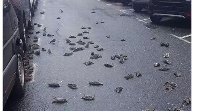 Ratusan Burung Mati Mendadak Secara Misterius di Sekitar Rumah Sakit Jadi Sorotan