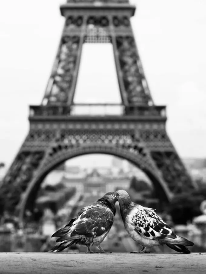 Sambut Valentine, Ini 10 Bukti Ciuman Bukan Cuma Milik Manusia