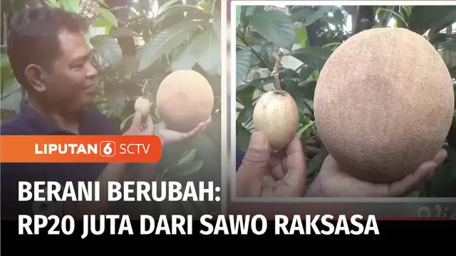 Dari pekerjaan sebelumnya menjadi sekuriti, Ismanto, warga Kota Semarang, memberanikan diri membudidayakan Mamey Sapote atau sawo raksasa. Selain dilandasi oleh hobinya di bidang pertanian, kegigihannya kini mampu menghasil pundi-pundi rupiah dari bu...