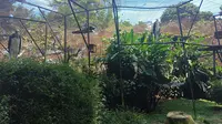 Telur bangau tongtong di Kebun Binatang Bandung masih ada yang dierami