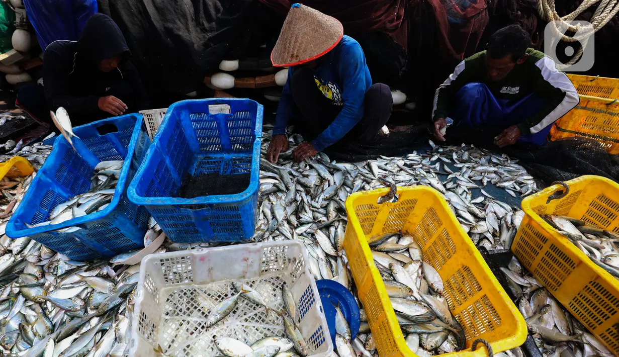 Pekerja menyortir ikan hasil tangkapan nelayan di Dermaga Pelabuhan Muara Angke, Jakarta, Selasa (9/7/2024). (Liputan6.com/Angga Yuniar)