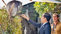 Presiden Joko Widodo (Jokowi) melihat koala di sela-sela jamuan makan siang Konferensi Tingkat Tinggi atau KTT ASEAN-Australia. (Biro Pers Kepresidenan).