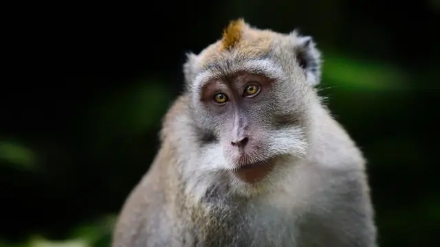 Perkampungan Monyet di Ubud