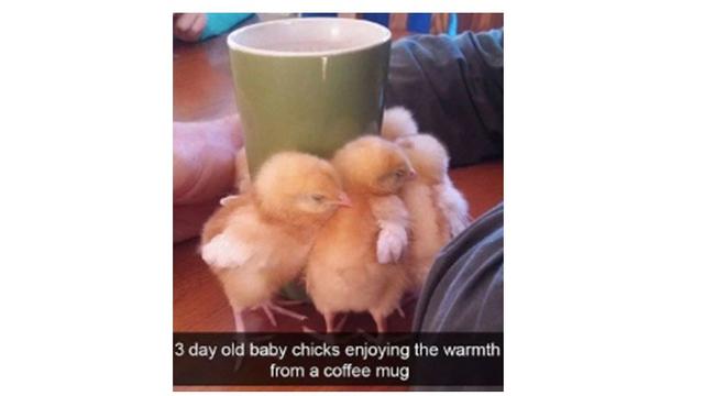 Kelakuan aneh burung (Sumber: Boredpanda)