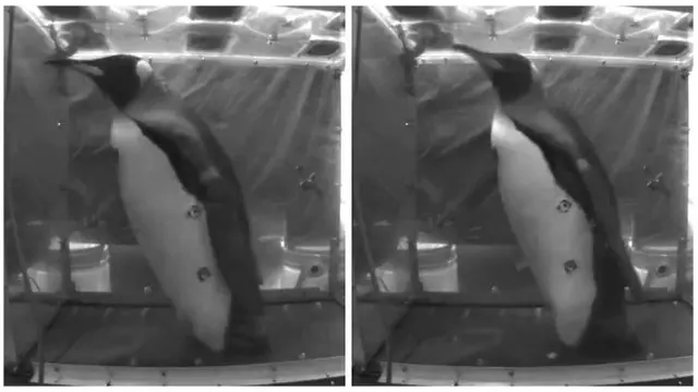 Menggemaskan, Penelitian Penguin Gemuk Berjalan *VIDEO