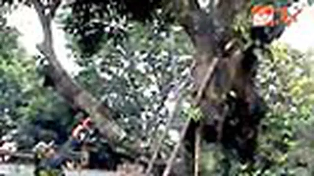 Ulat Bulu Serang Sumedang