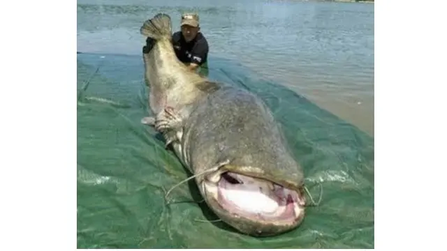 6 Rezeki Tak Terduga Dapat Ikan Lele Jumbo Saat Mancing, Bikin Melongo