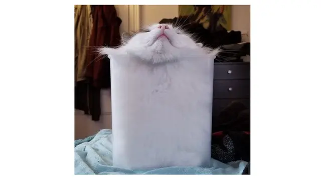 8 Foto Ini Buktikan Kucing adalah 'Benda Cair', Bikin Geleng Kepala