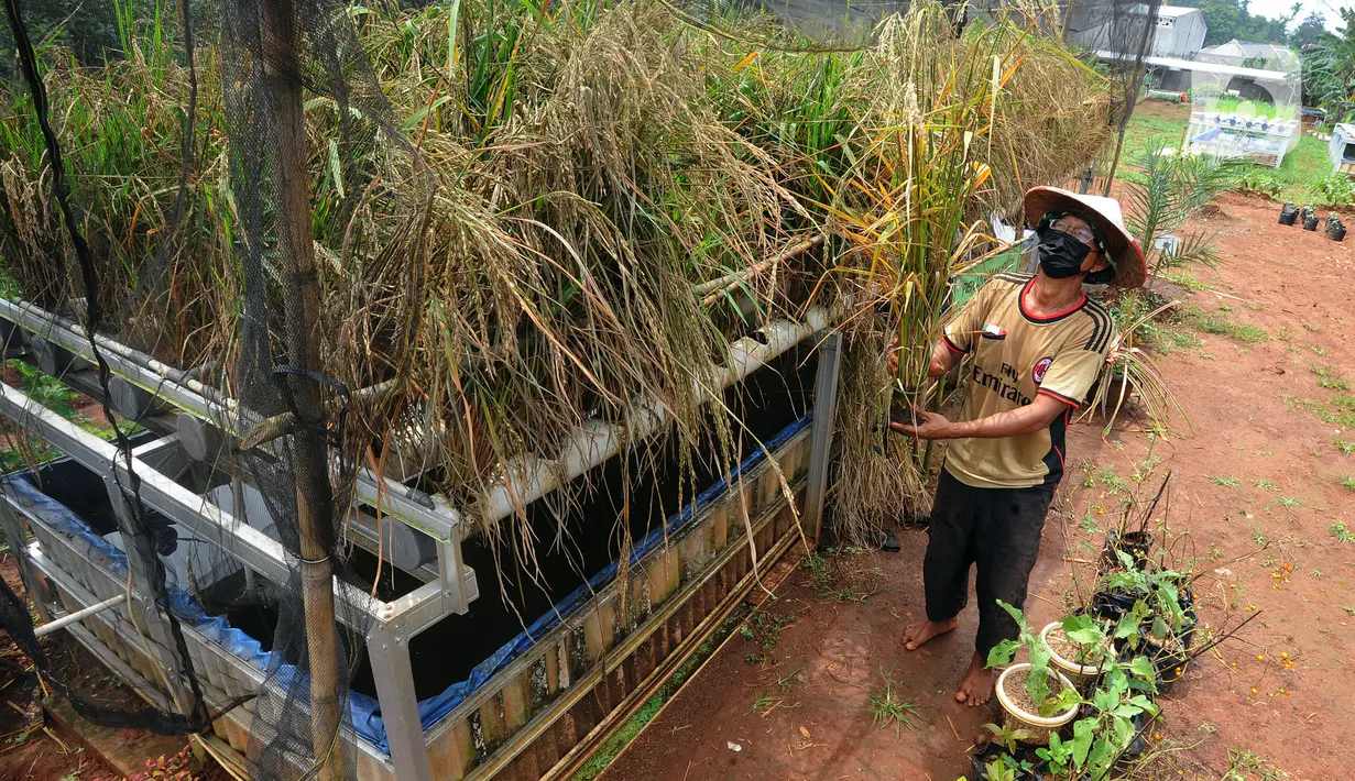 Warga memanen padi hitam yang dihasilkan dari terapan teknologi hidroganik di RW 012, Pengasinan, Depok, Jawa Barat, Senin (15/2/2021). Teknologi hidroganik diterapkan pada lahan fasos yang terbengkalai sebagai langkah awal ketahanan pangan di masa pandemi. (merdeka.com/Arie Basuki)