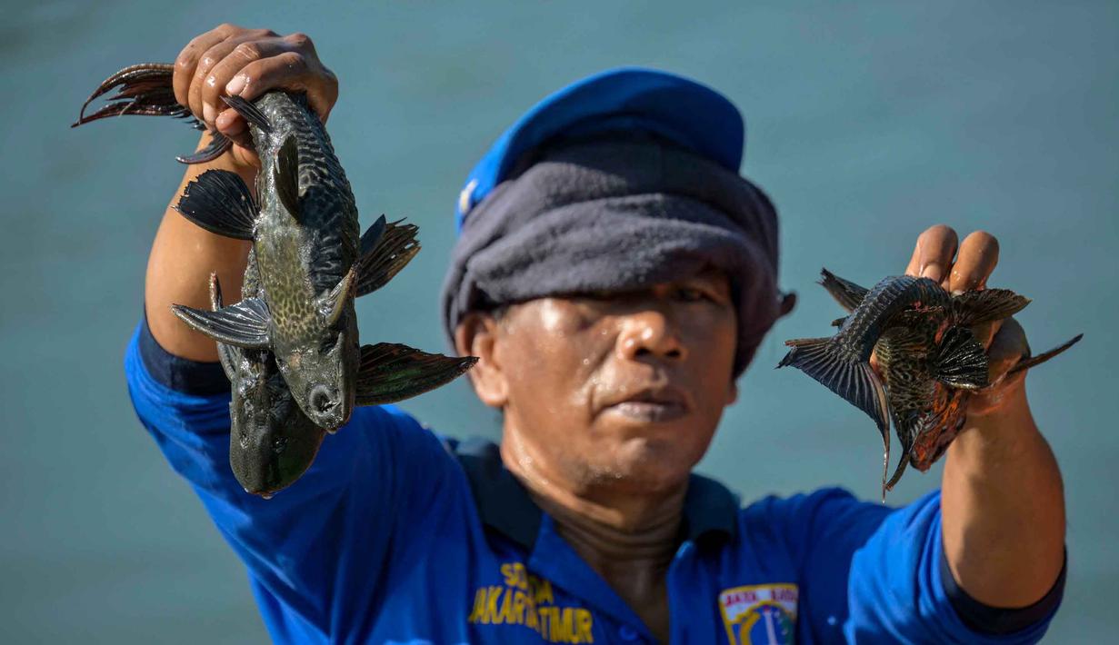Ikan yang ditangkap akan langsung dimusnahkan secara higienis di lokasi tertentu. Tampak dalam foto, petugas dari Dinas Sumber Daya Air (SDA) DKI Jakarta menangkap ikan sapu-sapu dari salah satu danau yang terhubung dengan sungai di Jakarta pada Jumat 24 April 2026. (BAY ISMOYO/AFP)