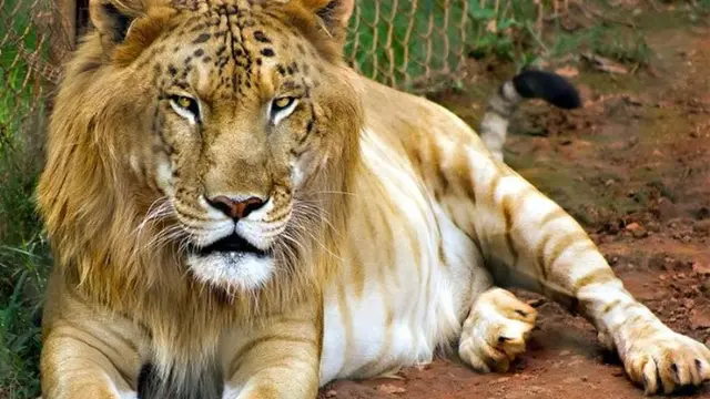 Tigons