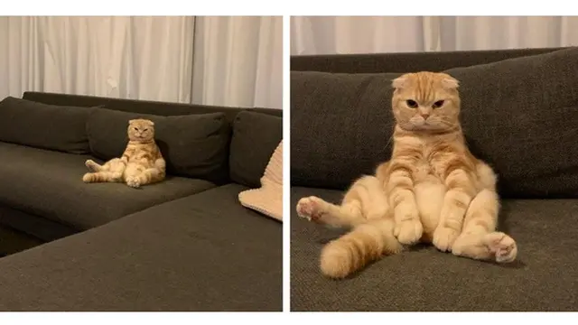 6 Foto Ini Buktikan Hewan Bisa Berpose