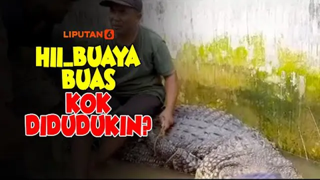 Warga Lampung Timur beramai-ramai berusaha menangkap seekor buaya besar di irigasi sungai Way. Buaya dijerat dengan tali dan akan dibawa ke Taman Nasional Way Kambas.