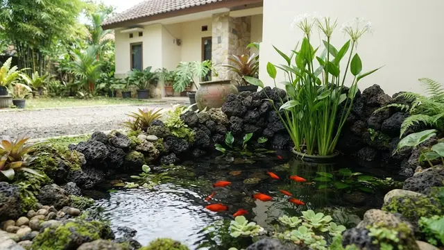 Kombinasi Batu Tanaman dan Ikan Untuk Mini Pond