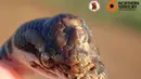 Foto dari media sosial pada 3 Mei 2019 menunjukkan seekor bayi ular piton bermata tiga yang ditemukan di Darwin, Australia. Menurut petugas, penyebab keanehan pada bayi ular piton ini diyakini karena faktor cacat. (Northern Territory Department of Tourism and Culture/via REUTERS)
