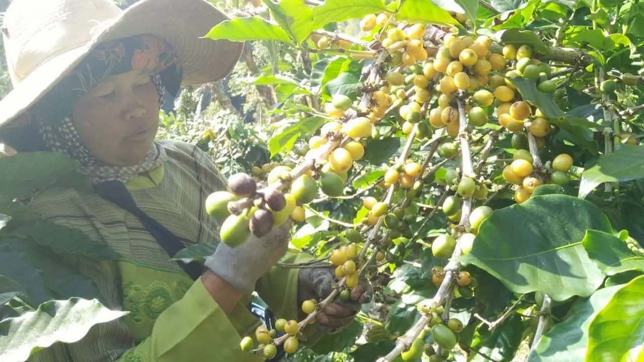 Kopi Curug Orok, Garut, Jawa Barat
