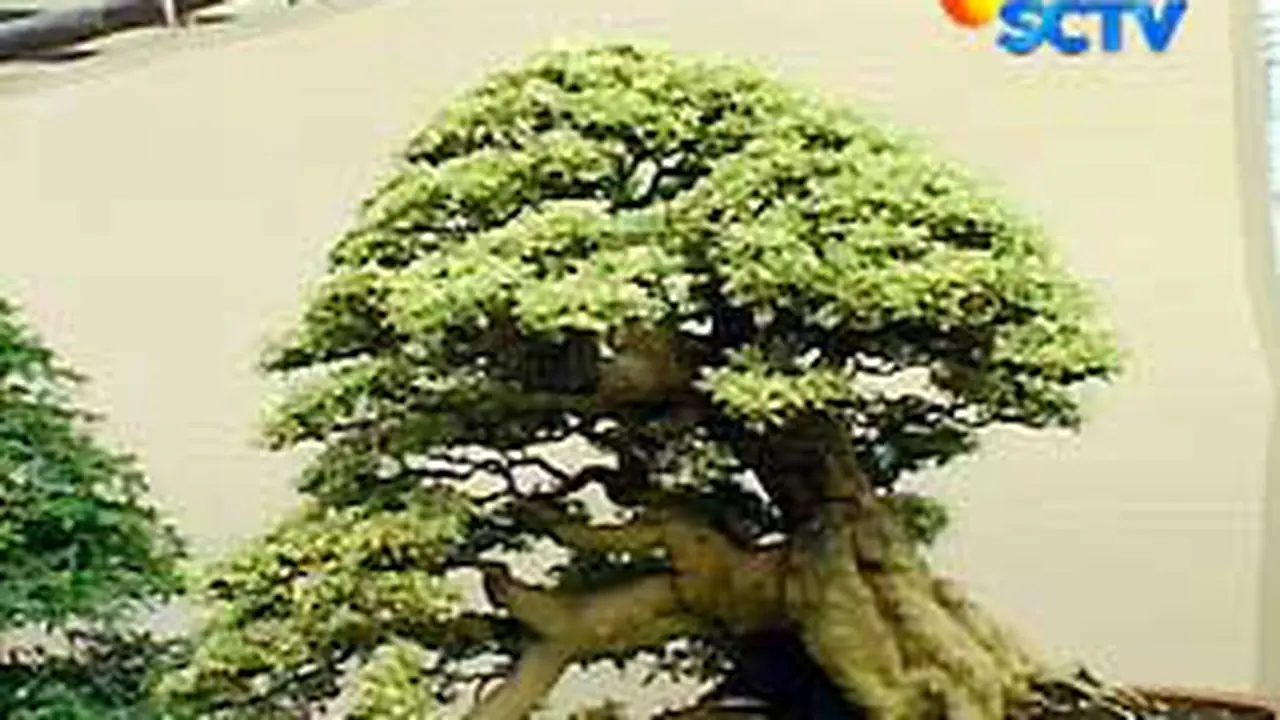 080505abonsai.jpg