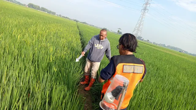 Aparat Polres Kudus olah TKP di sawah saat korban tewas tersengat listrik.