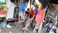 Ketika 1.200 Babi Hidup di Tengah Permukiman